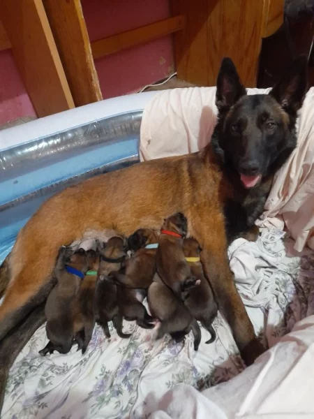 Prodám štěně BO Malinois PP