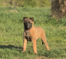 Prodám štěně BO Malinois PP