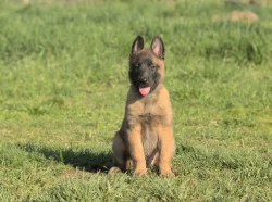 Prodám štěně BO Malinois PP