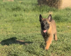 Prodám štěně BO Malinois PP