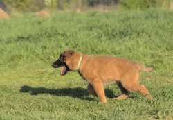 Prodám štěně BO Malinois PP