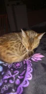 Bengalská kočka