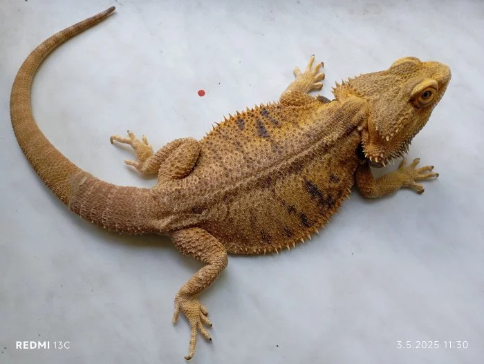 Agama vouskata