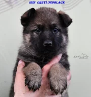 Německý ovčák -Pejci FCI