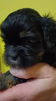 Lhasa Apso s PP