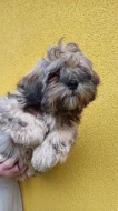 Lhasa Apso s PP