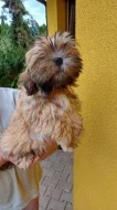 Lhasa Apso s PP