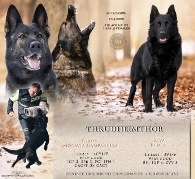 Německý Ovčák s PP