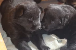 Německý Ovčák s PP