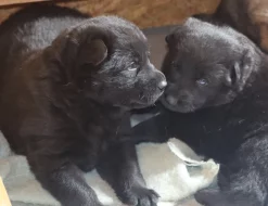 Německý Ovčák s PP