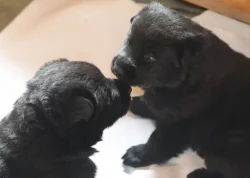 Německý Ovčák s PP