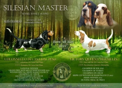 Basset Hound