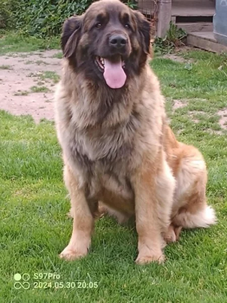 Leonberger štěňátka s PP