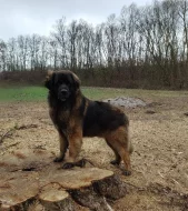 Leonberger štěňátka s PP