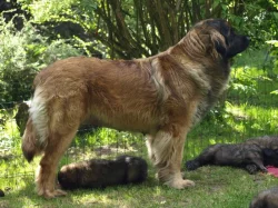 Leonberger štěňátka s PP
