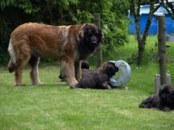 Leonberger štěňátka s PP