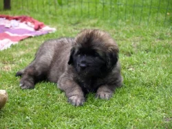 Leonberger štěňátka s PP