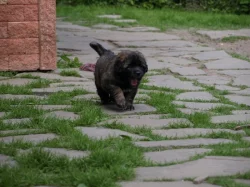 Leonberger štěňátka s PP