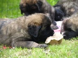 Leonberger štěňátka s PP