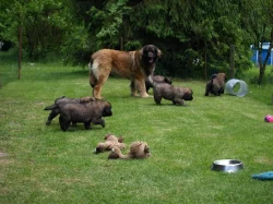 Leonberger štěňátka s PP