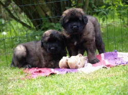 Leonberger štěňátka s PP