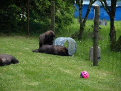Leonberger štěňátka s PP