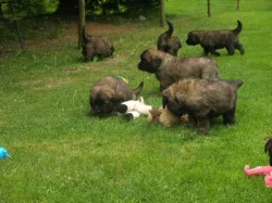 Leonberger štěňátka s PP