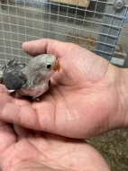 Agapornis Fischerův
