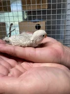 Agapornis Fischerův