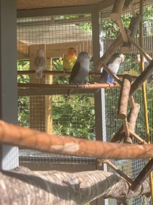 Agapornis Fischerův