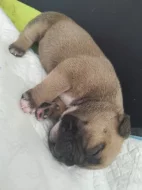 Americký Pocket Bully