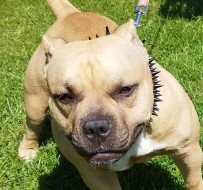 Americký Pocket Bully