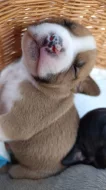 Americký Pocket Bully