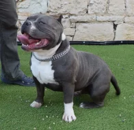 Americký Pocket Bully
