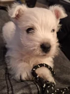 prodej - West highland white terier