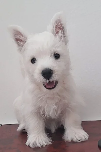 prodej - West highland white terier