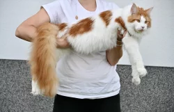 Mainský mývalí kocour s PP - krytí