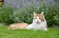 Mainský mývalí kocour s PP - krytí