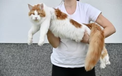 Mainský mývalí kocour s PP - krytí