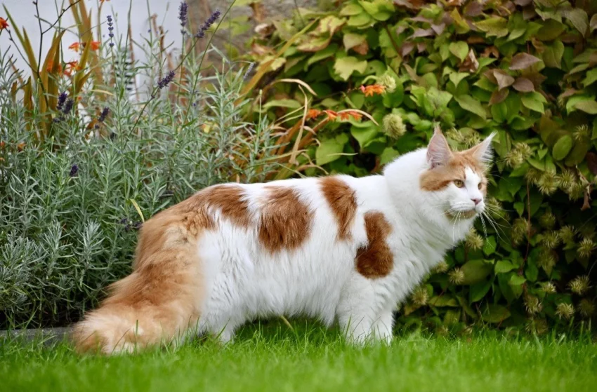 Mainský mývalí kocour s PP - krytí