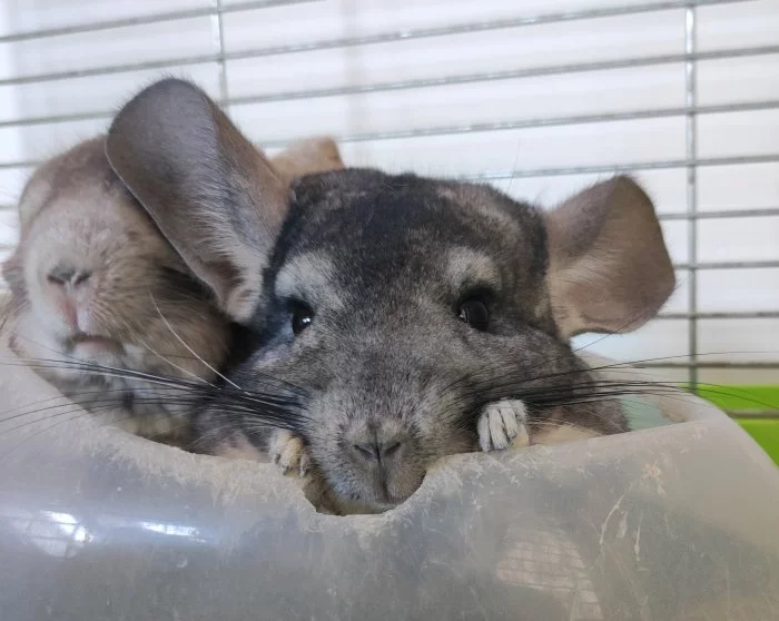 Činčila - Black velvet