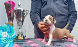 Americký stafordšírský teriér modrá št.s P.P. k odběru