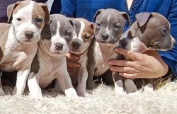 Americký stafordšírský teriér modrá št.s P.P. k odběru