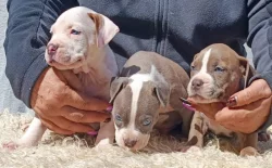 Americký stafordšírský teriér modrá št.s P.P. k odběru