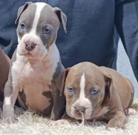 Americký stafordšírský teriér modrá št.s P.P. k odběru