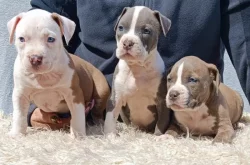 Americký stafordšírský teriér modrá št.s P.P. k odběru