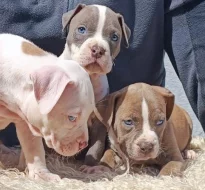 Americký stafordšírský teriér modrá št.s P.P. k odběru