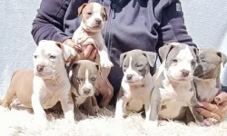 Americký stafordšírský teriér modrá št.s P.P. k odběru