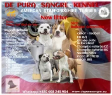 Americký stafordšírský teriér modrá št.s P.P. k odběru