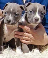 Americký stafordšírský teriér modrá št.s P.P. k odběru